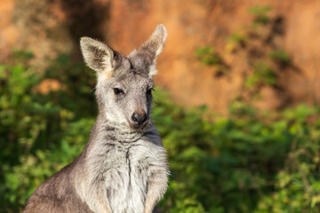 Beautiful little kangaroo on a green meadow