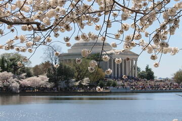 Obraz premium cherry blossom time in DC