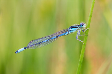 blue dragonfly on leaf
