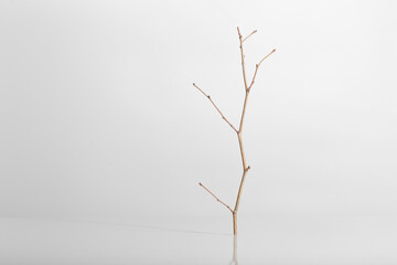 twig,glass and shade against a harsh light white background