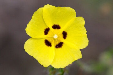 yellow flower
