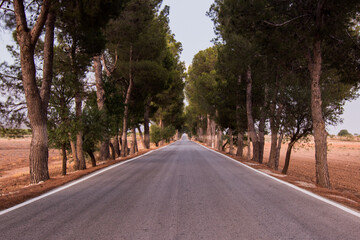 Fototapeta premium Carretera y pinos