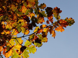 Yellow oak leaves in autumn blue sky as natural collection