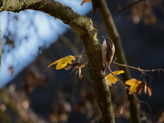 Short toed Treecreeper