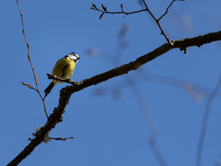 Eurasian Blue Tit on branch