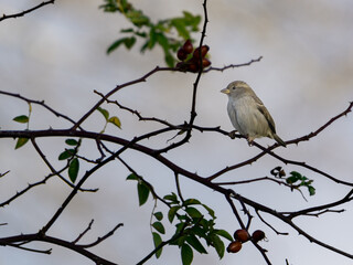 House Sparrow on a branch