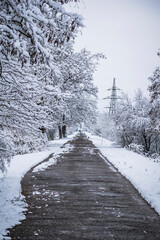 path in the winter park. the trees are covered with snow