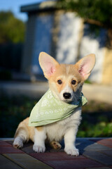 Portrait of a cute corgi puppy. A small smiling dog on a walk. A dog for an advertising tape. Playful pet close-up. Portrait of cute welsh corgi dog at the park. Welsh corgi. Little corgi dog portrait