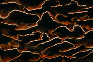 Close-up of the Coriolus versicolor mushroom
