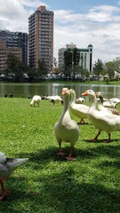 Several white ducks on the green grass with buildings in the background