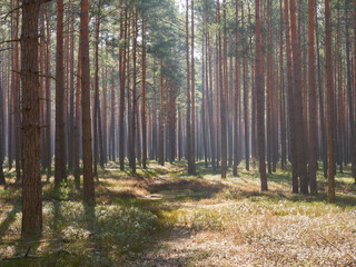Morning sun in the pine forest