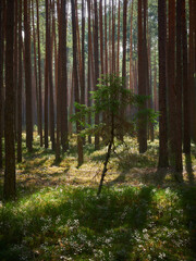 Morning sun in the pine forest