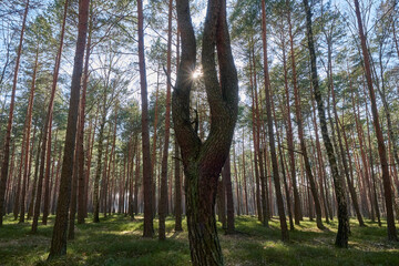 Morning sun in the pine forest