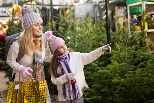 Friendly family of mother and teen daughter having fun on outdoor fair, choosing fir tree for New Year celebration