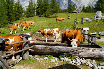 beautiful alpine cows drinking out of the water trough on a sunny summer day by the foot of the...