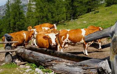 beautiful cows drinking out of the water trough on a sunny summer day by the foot of the Dachstein mountain in the Austrian Alps (Schladming-Dachstein, Steiermark, Austria)