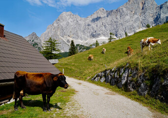 alpine cows grazing on a sunny summer day in the alpine valley by the foot of Dachstein mountain in...