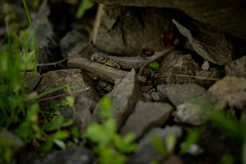 lizard on a rock