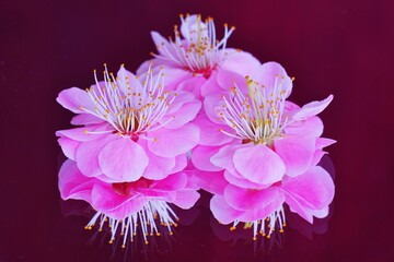 Closeup view of a pink ume prunus Japanese plum flower reflecting on a mirror