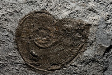 Closeup of a stone with a fossil shell in Belgium