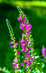 Fototapeta premium Purple flowers of Fireweed on a green natural background 