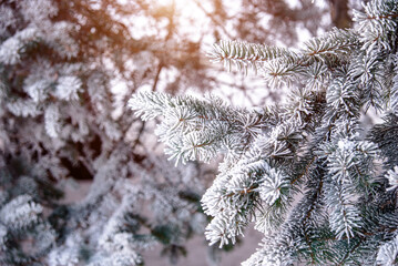 Snow-covered branches of spruce in the winter forest
