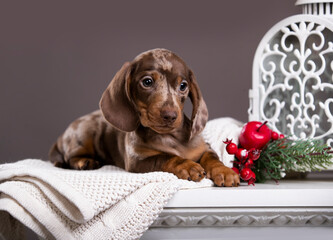 New Year's puppy, Christmas dog, christmas dachshund