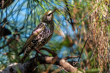 Starlings from their migration journey feed and rest in the pine tree