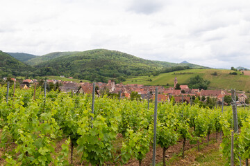 Fototapeta na wymiar Vineyards in the French countryside to produce wine in the Alsace area, with villages in the background of the vineyards