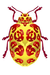 Colorful beauty beetle insect symmetrical design