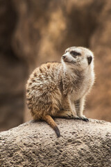 Retrato suricata. Mirada suricata.