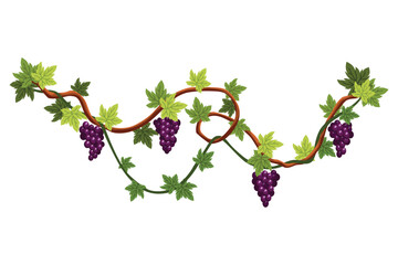 Grape bunch. Cluster of berries and leaves. Grape vine, decorative climbing plant. Fruit, growing healthy food isolated on white background