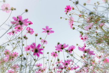 コスモス