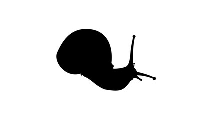 snail silhouette © OMIA