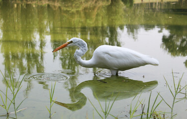 Obraz premium Garza de plumaje blanco. 