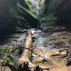 tree in the mountains