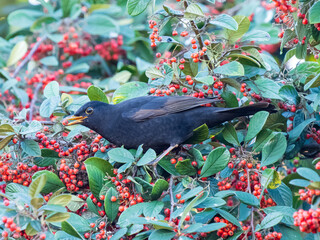 Blackbird Feeding in a Rowan Tree