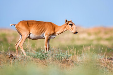 Young saiga antelope or Saiga tatarica walks in steppe