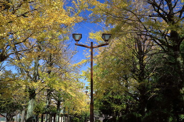 イチョウ並木と街路灯　秋　（高知県　高知市　城西公園）