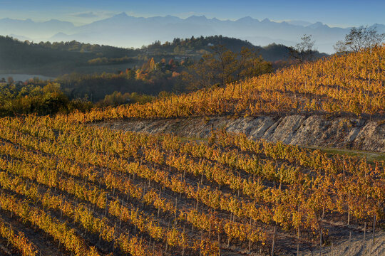 View on colorful vineyards of Langhe Roero Monferrato, UNESCO World Heritage in Piedmont, Italy in autumn season with Alps mountain in background.