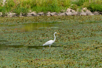 Great Egret Fishing On The Local Pond In Summer