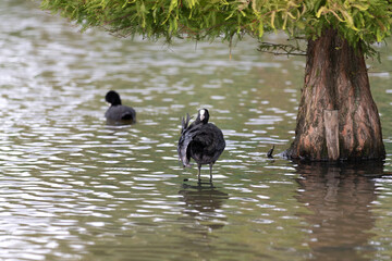 A Coot (Fulica atra) standing in water.