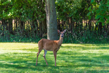 Urban White-tailed Doe Deer On The Grass In Summer