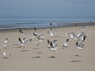 Black-headed gulls (Chroicocephalus ridibundus) in flight (winter plumage) on a Somme beach in France