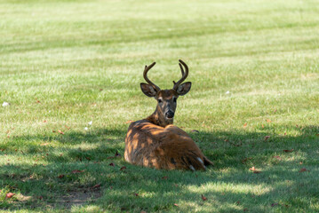 A Young Buck Deer Lying Down In The Shade Of A Tree
