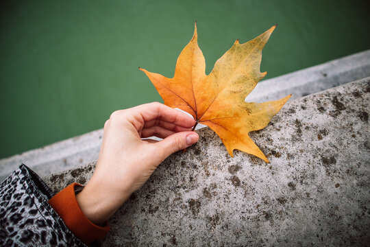 Yellow autumn sycamore or maple leaf in a stylish woman's hand against a concrete parapet and green water. Walking and relaxing by a river, lake, pond in an autumnal day. Unity with nature, harmony.