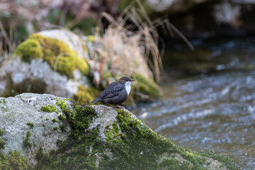 Dipper ( Cinclus) perched on a rock by the river.