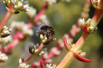 Abeja recolectando polen con fondo desenfocado.