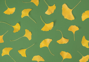 minimal autumn pattern composition of ginko biloba yellow leaf on bright green background.