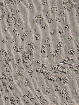 Black-headed gulls tracks on a beach in France Somme department